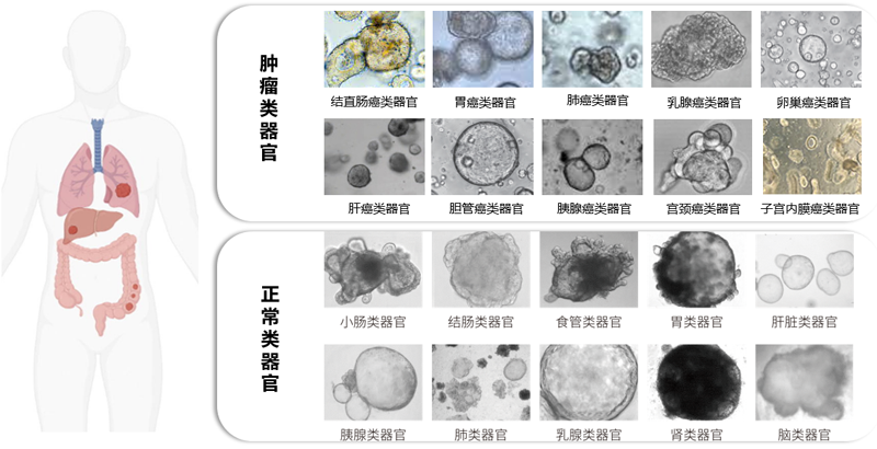 可构建的组织类器官模型