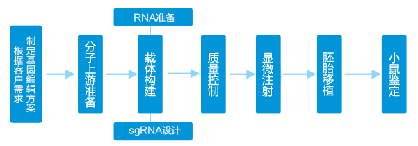 大小鼠基因编辑定制流程