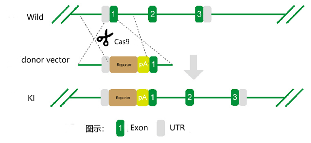 小鼠基因敲入