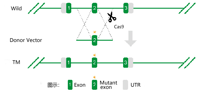 小鼠基因点突变