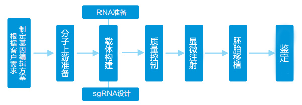 哺乳动物基因编辑定制流程