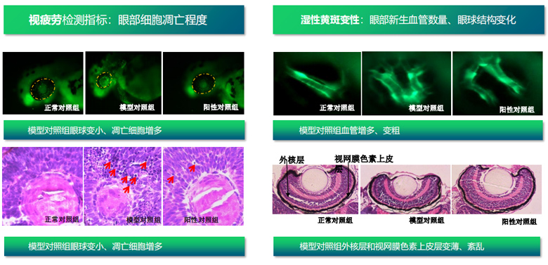 缓解视疲劳功效评价