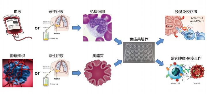 免疫共培养肿瘤类器官