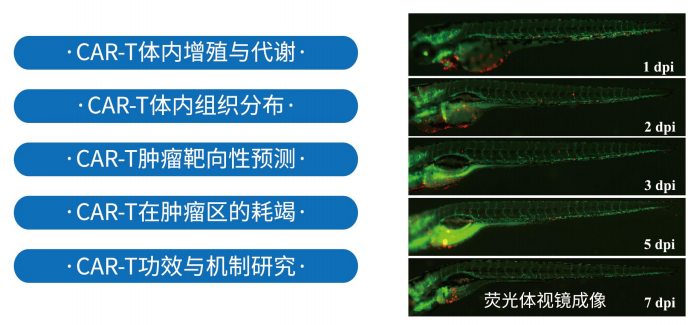 CAR-T免疫治疗合作研究