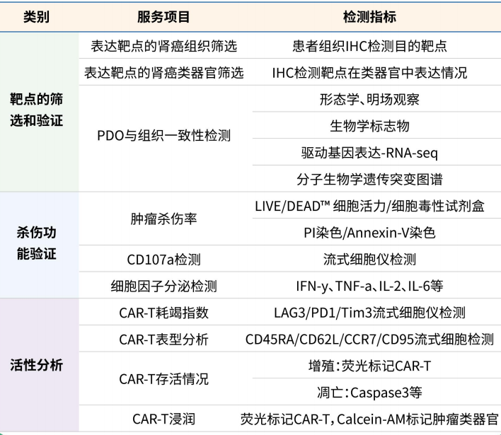 肿瘤类器官助力肿瘤免疫药物研发