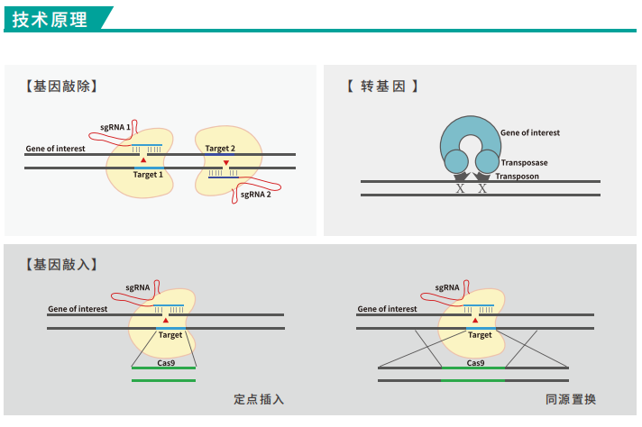 斑马鱼基因编辑技术原理