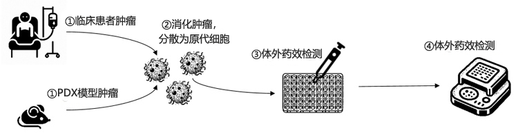 小鼠PDX模型构建流程