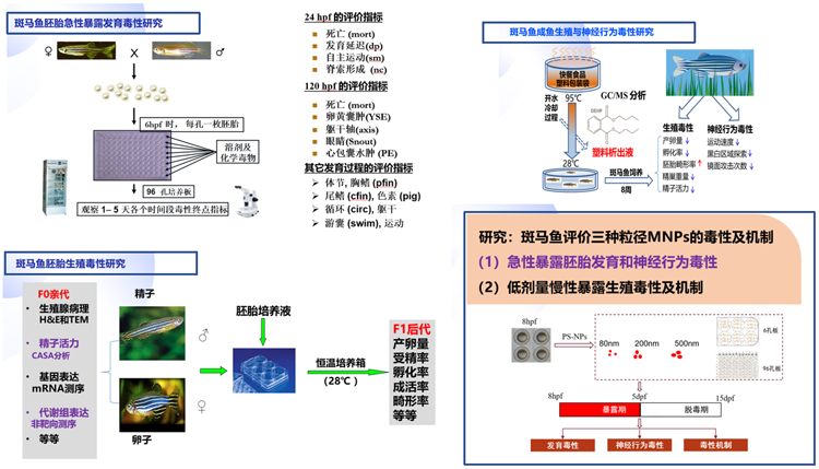 斑马鱼用于新型环境污染物研究
