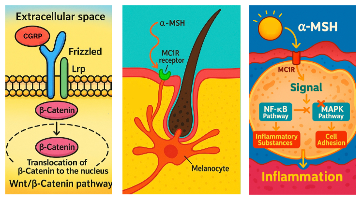 1766108881188061.png 640 (2).png