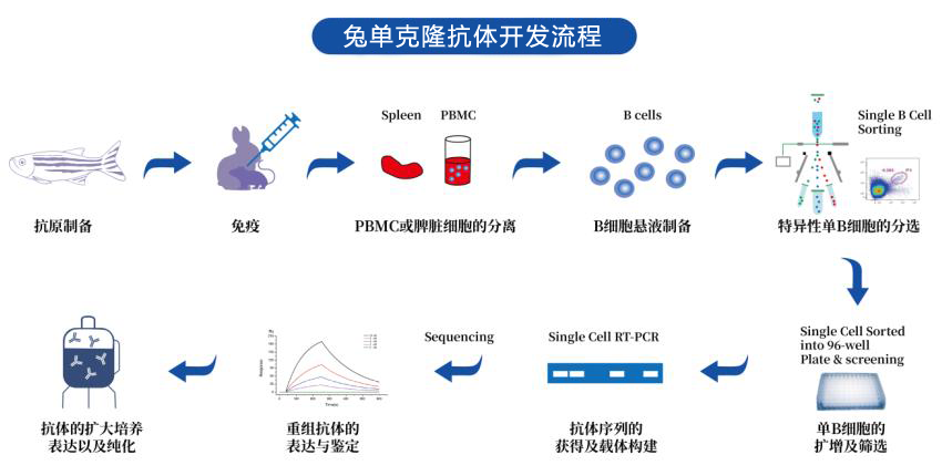 兔单克隆抗体开发流程